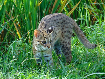 Cats playing in the rice fields.