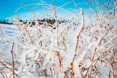 Dry plants on snow covered field against sky