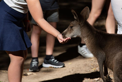 It's always a special time to feed kangaroos- such a cute and sweet animal