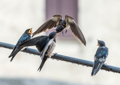 Close-up of swallows on wet cable