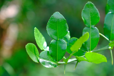 Close-up of fresh green leaves