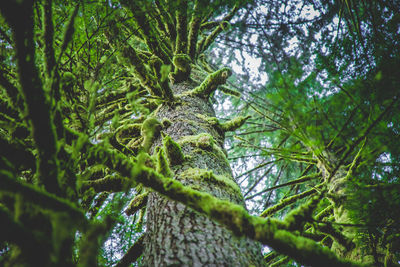 Low angle view of tree in forest