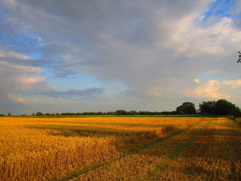 Scenic view of agricultural field against sky