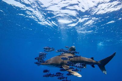 Oceanic white tipp shark swimming in sea