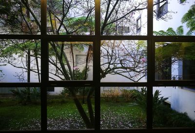 Bare trees seen through window