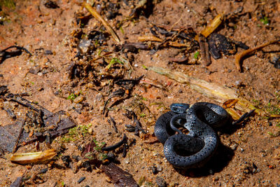High angle view of rusty metal on land