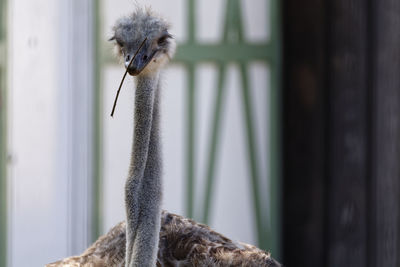 Close-up of bird on outdoors