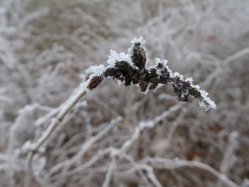 Close-up of frozen plant