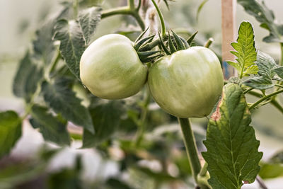 Green unripe tomatoes hang on a bush branch in a greenhouse. harvest and gardening concept.