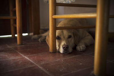 Close-up of dog lying on floor