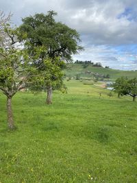 Trees on field against sky