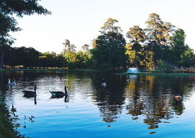 Swans swimming in lake against sky