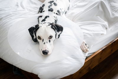 High angle portrait of dalmatian dog relaxing on bed at home