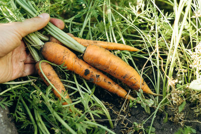 Close-up of hand holding dry plants