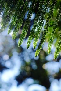 Close-up of fern leaves