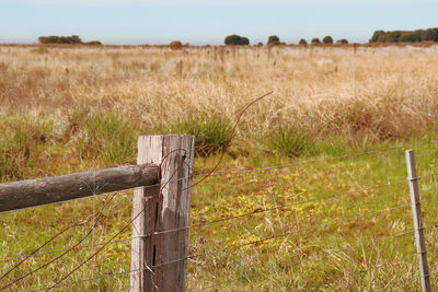 Scenic view of field