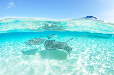 Under over stingray swimming 