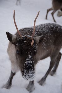 Close-up of a snow covered land