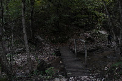 Staircase in forest