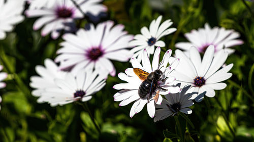 Close-up of insect on flowers