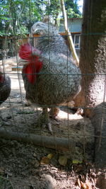 Close-up of rooster in cage