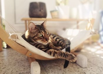 Portrait of cat resting at home