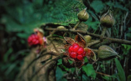 Close-up of red berries on plant