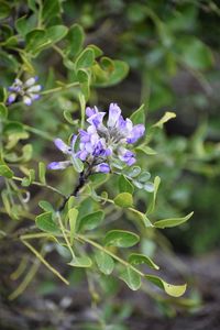 Close-up of purple flowering plant