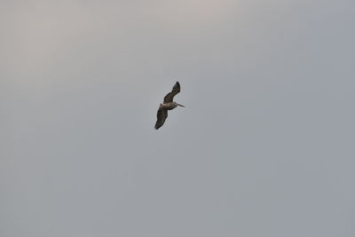 Low angle view of bird flying in the sky