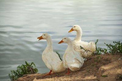 Birds perching on a lake