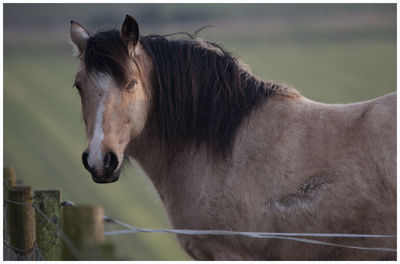 Horse standing in a field