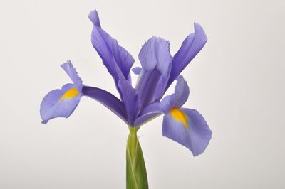 Close-up of purple flower against white background