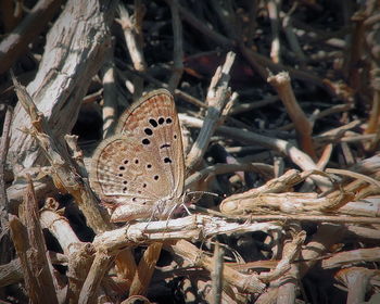 Close up of butterfly on ground