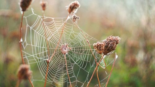 Close-up of spider web