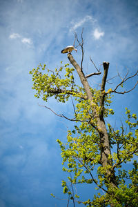 Low angle view of tree against sky