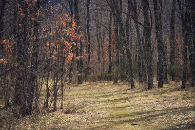 Trees in forest