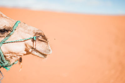 Close-up of a horse on sand