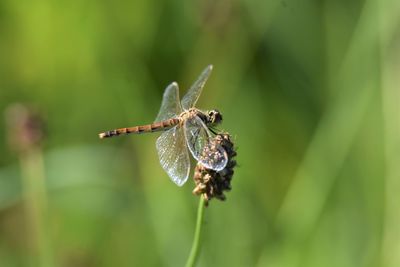 Close-up of spider