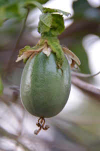 Close-up of fruit