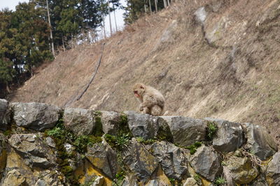 Squirrel on rock against trees