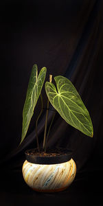 Close-up of fresh green leaves against black background