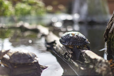 Close-up of turtle in water