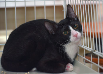 Close-up of a cat looking away