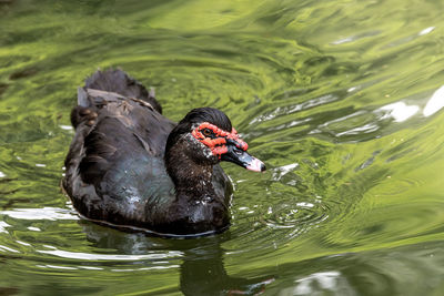 Black swan swimming in lake