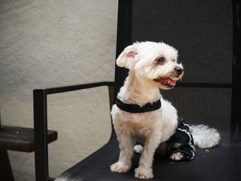 Dog looking away while sitting on floor