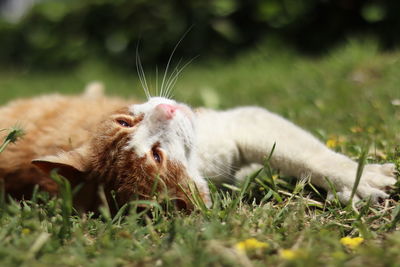 Close-up of a cat on field