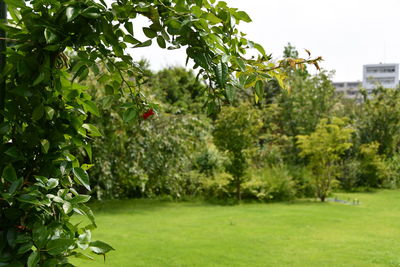 Trees growing on field