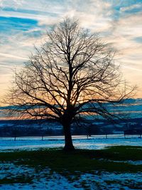 Silhouette bare tree against sky during winter