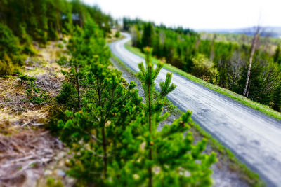 View of road amidst plants