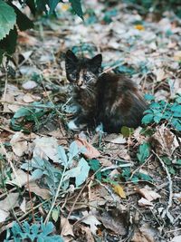 Cat lying on a land